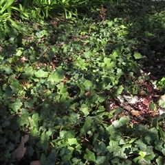 Hedera sp. (helix or hibernica) (Ivy) at Parkes, ACT - 9 May 2025 by pinnaCLE