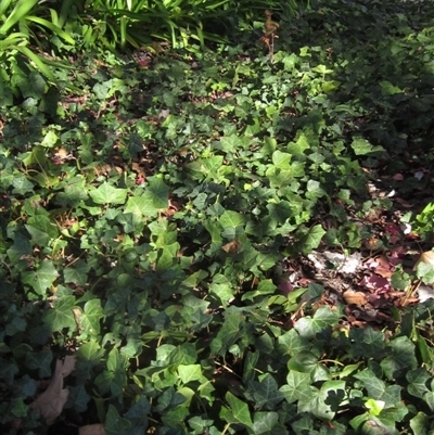 Hedera sp. (helix or hibernica) (Ivy) at Parkes, ACT - 9 May 2025 by pinnaCLE