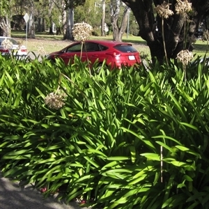 Dianella tasmanica at Parkes, ACT - 9 May 2025 by pinnaCLE