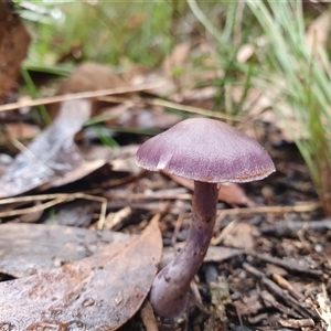 Cortinarius sp. at Penrose, NSW - 15 May 2025 01:58 PM