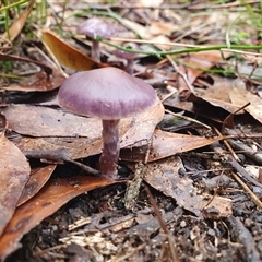 Cortinarius sp. at Penrose, NSW - 15 May 2025 01:58 PM