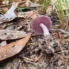 Cortinarius sp. at Penrose, NSW - 15 May 2025 01:58 PM