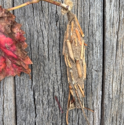 Metura elongatus (Saunders' case moth) at Hackett, ACT - Yesterday by JochenZeil