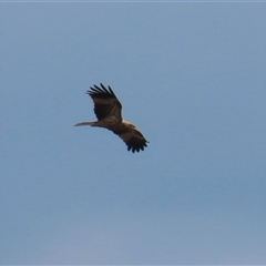 Haliastur sphenurus (Whistling Kite) at Fyshwick, ACT - 15 May 2025 by RodDeb