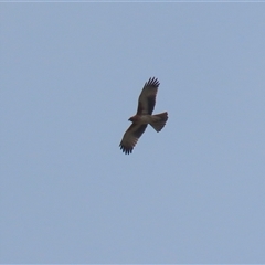 Hieraaetus morphnoides (Little Eagle) at Fyshwick, ACT - 15 May 2025 by RodDeb