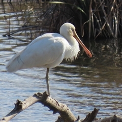 Platalea flavipes (Yellow-billed Spoonbill) at Fyshwick, ACT - 15 May 2025 by RodDeb