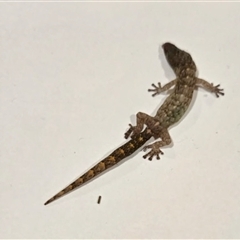 Christinus marmoratus (Southern Marbled Gecko) at Gowrie, ACT - 16 May 2025 by KMcCue