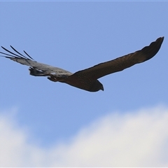Circus assimilis (Spotted Harrier) at Fyshwick, ACT - 15 May 2025 by RodDeb