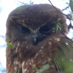 Ninox boobook (Southern Boobook) at Fyshwick, ACT - 15 May 2025 by RodDeb