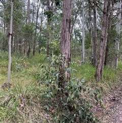 Unverified Gum Tree by JenniferS