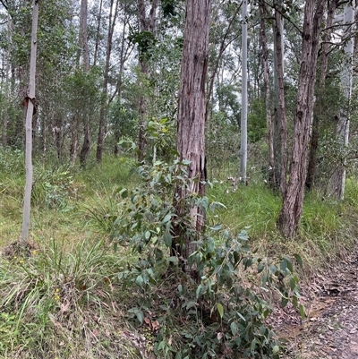 Unverified Gum Tree by JenniferS