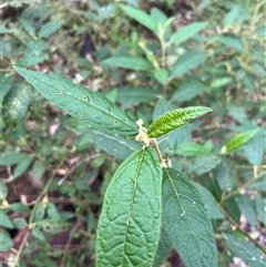 Solanum (genus) by JenniferS