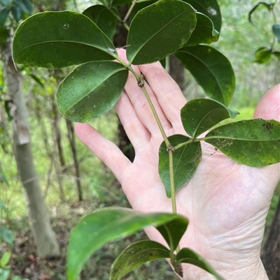 Tetrastigma nitens (shiny–leaved grape) at Mount George, NSW - Today by JenniferS