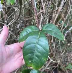 Tetrastigma nitens at Mount George, NSW - suppressed