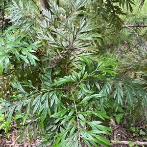 Grevillea robusta at Mount George, NSW - suppressed