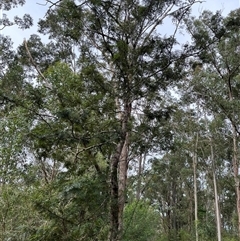 Grevillea robusta at Mount George, NSW - suppressed