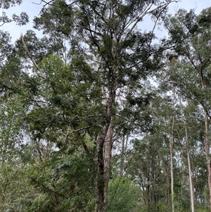 Grevillea robusta at Mount George, NSW - suppressed