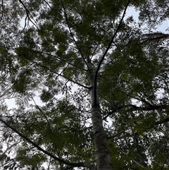 Grevillea robusta at Mount George, NSW - suppressed
