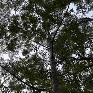 Grevillea robusta at Mount George, NSW - suppressed