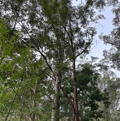 Grevillea robusta at Mount George, NSW - suppressed