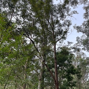 Grevillea robusta at Mount George, NSW - suppressed