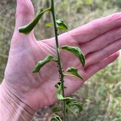 Aphididae (family) at Mount George, NSW - suppressed