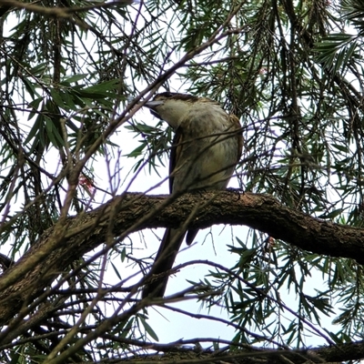 Cracticus torquatus (Grey Butcherbird) at Isaacs, ACT - 16 May 2025 by Mike