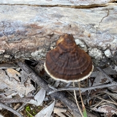 Unverified Pored or somewhat maze-like on underside [bracket polypores] at Broke, NSW - 13 May 2025 by RoyP