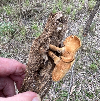 Unverified Fungus at Broke, NSW - 13 May 2025 by RoyP