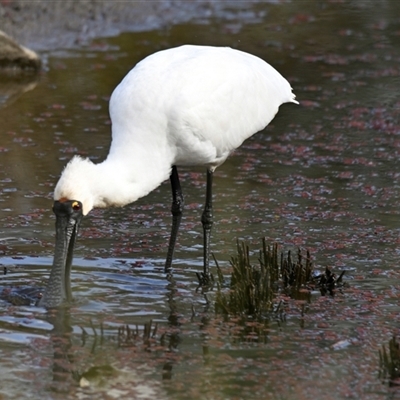 Platalea regia (Royal Spoonbill) at Evatt, ACT - 16 May 2025 by Thurstan
