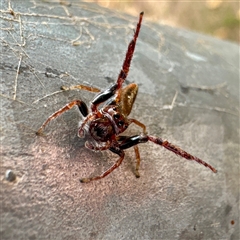 Opisthoncus sp. (genus) (Opisthoncus jumping spider) at Russell, ACT - Yesterday by Hejor1