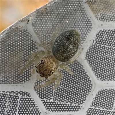 Opisthoncus sp. (genus) at Russell, ACT - 16 May 2025 by Hejor1