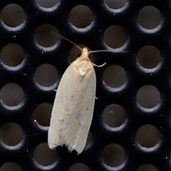 Epiphyas caryotis (A Tortricid moth) at Turner, ACT - 16 May 2025 by ConBoekel