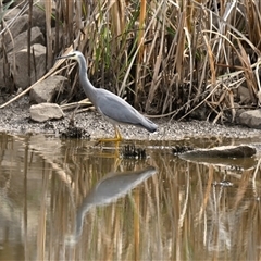 Egretta novaehollandiae (White-faced Heron) at Evatt, ACT - 16 May 2025 by Thurstan
