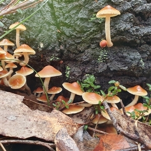 Hypholoma fasciculare by Aussiegall