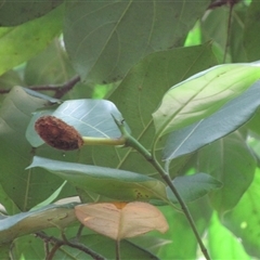 Artocarpus heterophyllus at Syndicate, QLD - 22 Sep 2023 12:21 PM