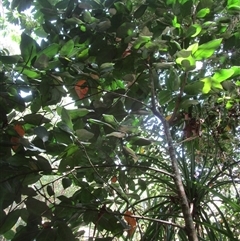 Artocarpus heterophyllus at Syndicate, QLD - 22 Sep 2023 12:21 PM