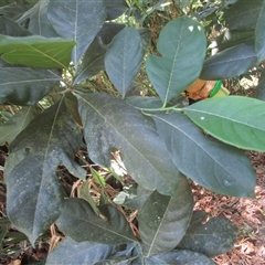 Artocarpus heterophyllus at Syndicate, QLD - 22 Sep 2023 12:21 PM