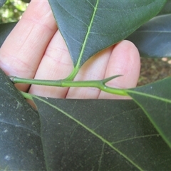 Artocarpus heterophyllus at Syndicate, QLD - 22 Sep 2023 12:21 PM