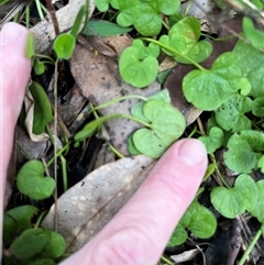 Dichondra repens at Mount George, NSW - 16 May 2025 by JenniferS