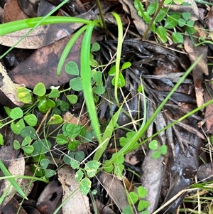 Pullenia gunnii (A Tick-Trefoil) at Mount George, NSW - 16 May 2025 by JenniferS