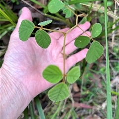 Desmodium rhytidophyllum at Mount George, NSW - suppressed