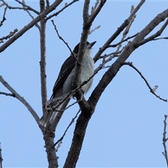 Cracticus torquatus (Grey Butcherbird) at Higgins, ACT - 12 May 2025 by AlisonMilton