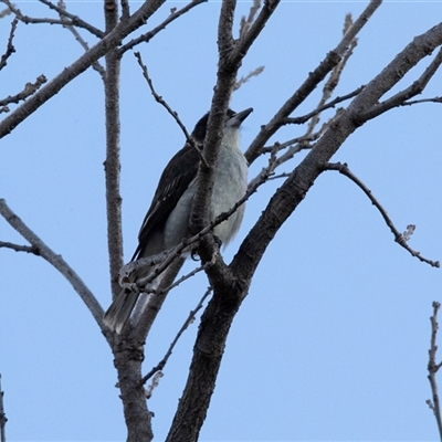 Cracticus torquatus (Grey Butcherbird) at Higgins, ACT - 12 May 2025 by AlisonMilton