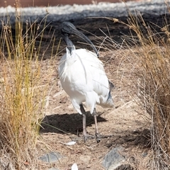 Threskiornis molucca (Australian White Ibis) at Belconnen, ACT - 12 May 2025 by AlisonMilton