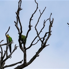 Polytelis swainsonii (Superb Parrot) at Strathnairn, ACT - 16 May 2025 by AlisonMilton