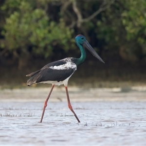 Ephippiorhynchus asiaticus at New Brighton, NSW - suppressed