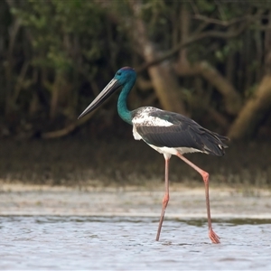 Ephippiorhynchus asiaticus at New Brighton, NSW - suppressed
