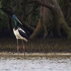 Ephippiorhynchus asiaticus at New Brighton, NSW - suppressed