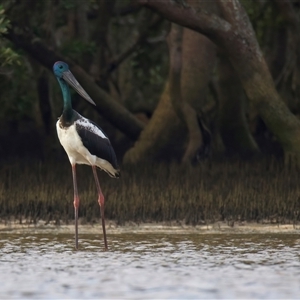 Ephippiorhynchus asiaticus at New Brighton, NSW - suppressed